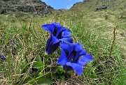 64 Genziana di Koch (Gentiana kochiana)